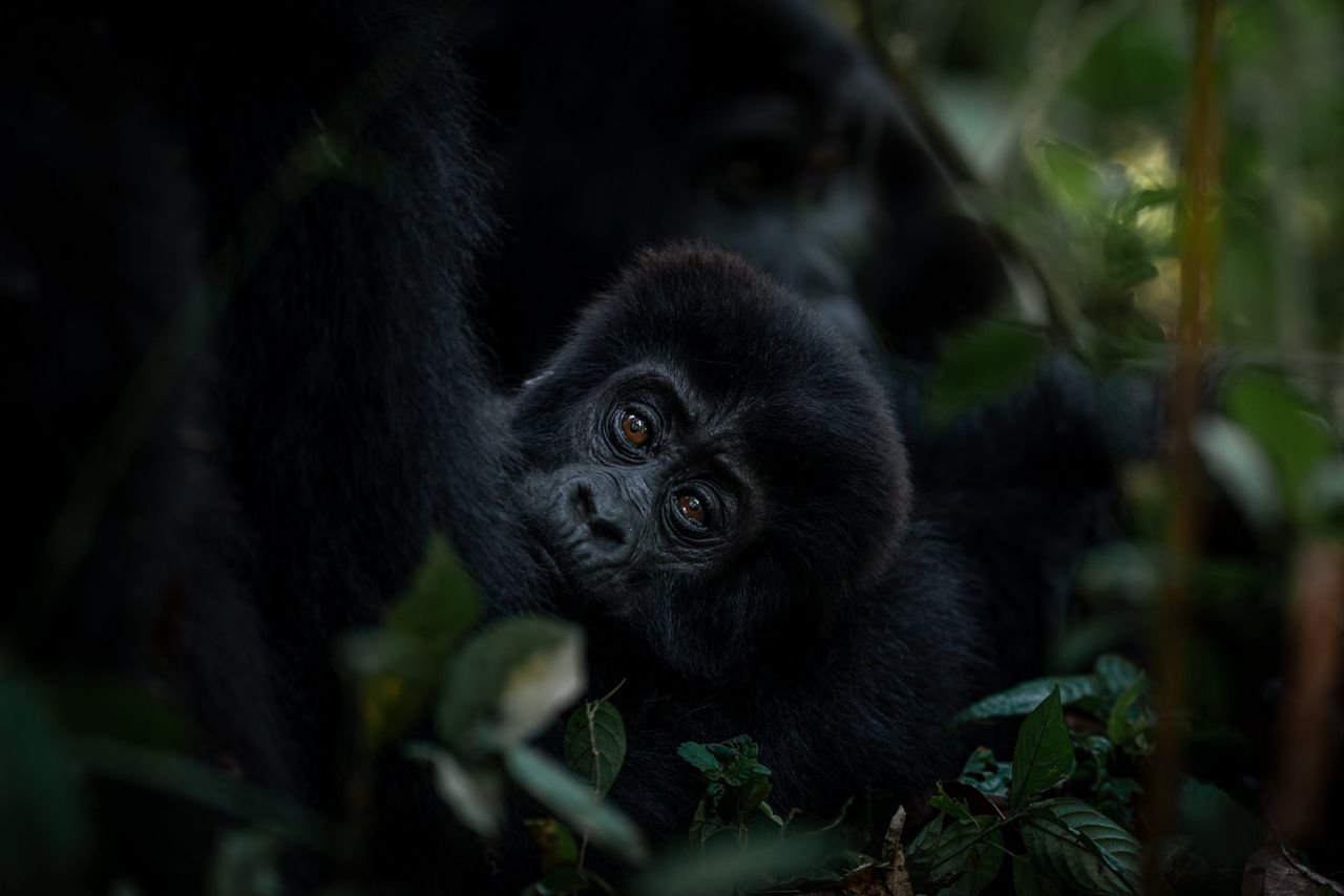 Mgahinga Gorilla National Park